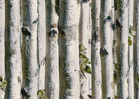 Papel de parede da casa 3d da árvore de vidoeiro cinzento/nenhuma isolação térmica tóxica do papel de parede da sala de visitas